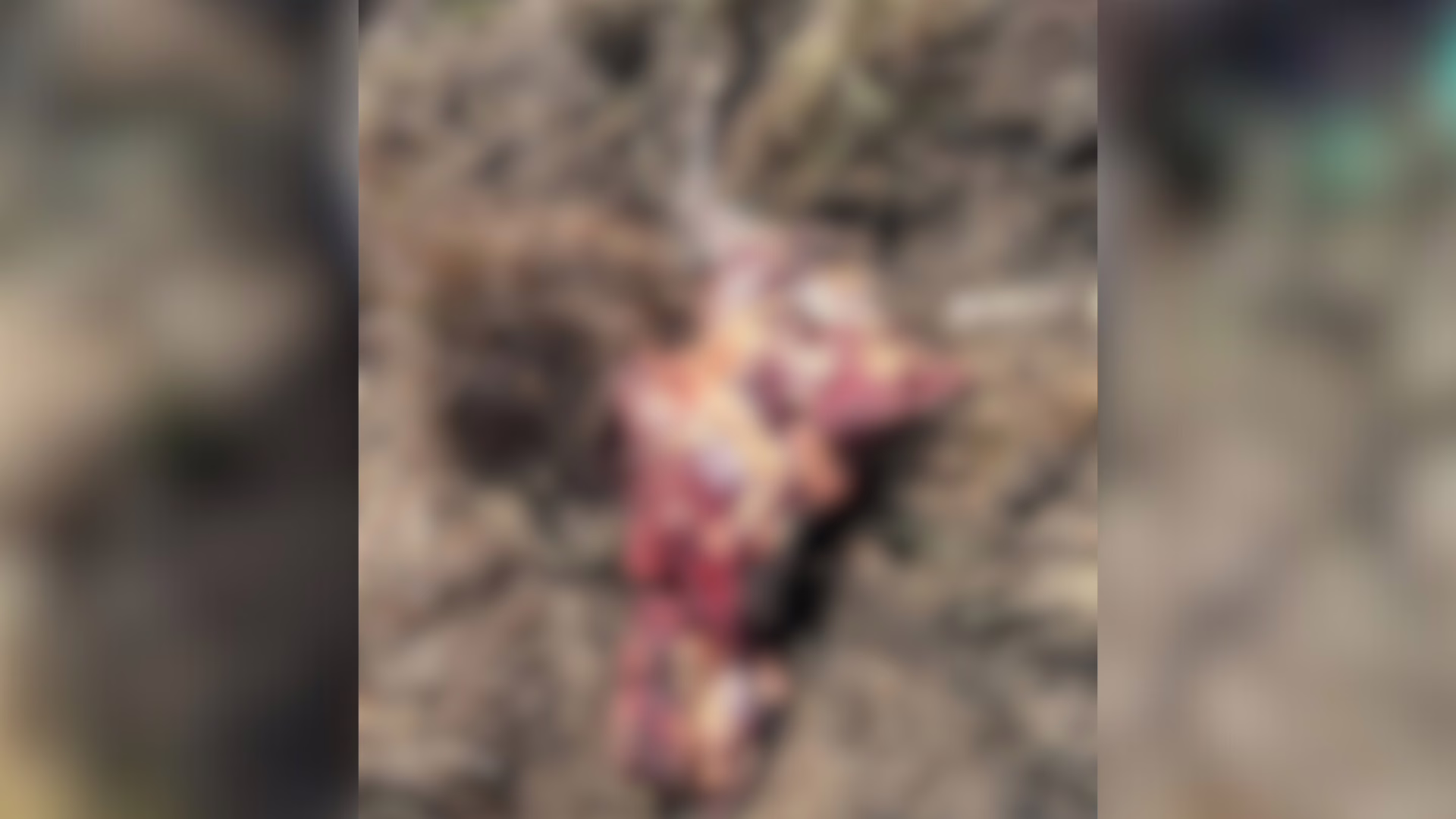 Vaca encontrada decapitada na Udesc Lages gera indignação pela violência e preocupações quanto à segurança (2)