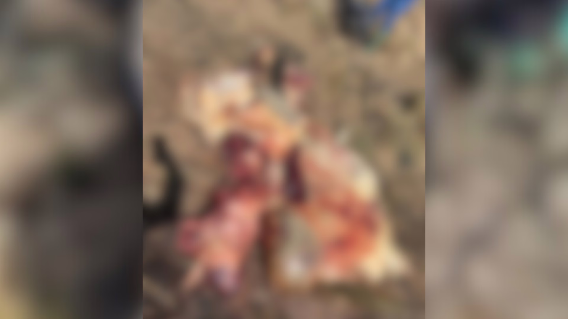 Vaca encontrada decapitada na Udesc Lages gera indignação pela violência e preocupações quanto à segurança (2)