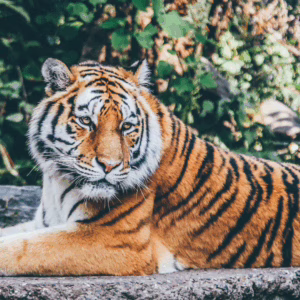 Zoológico causa polêmica ao pedir doação de animais domésticos para alimentar predadores | Foto: Canva