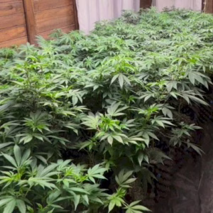 Mais de 600 pés de maconha são apreendidos dentro de residência em SC | Imagem: Polícia Militar de SC