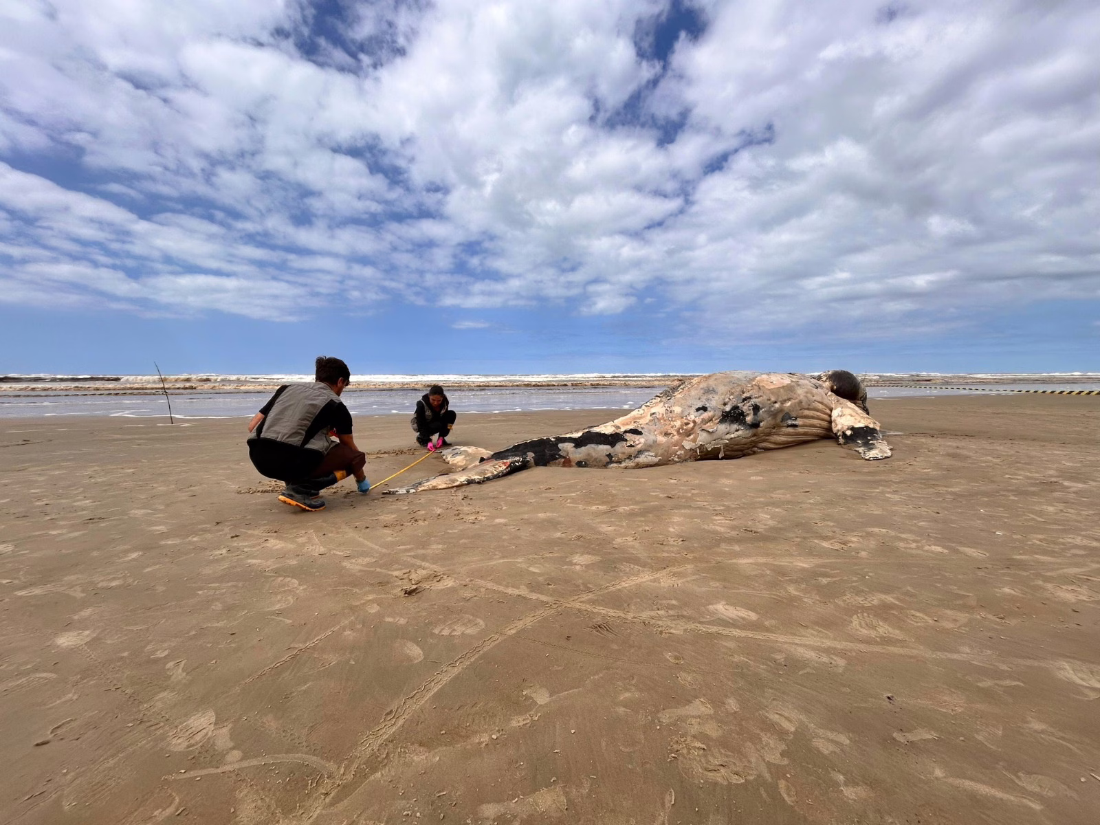 Baleia-jubarte é encontrada morta em praia de SC (2)