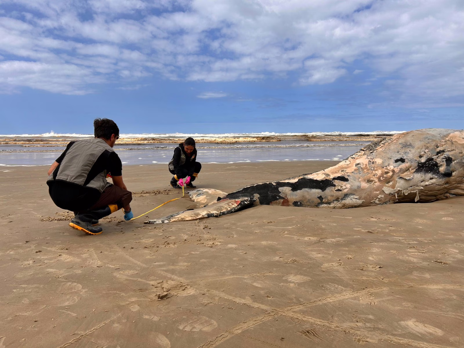 Baleia-jubarte é encontrada morta em praia de SC (3)