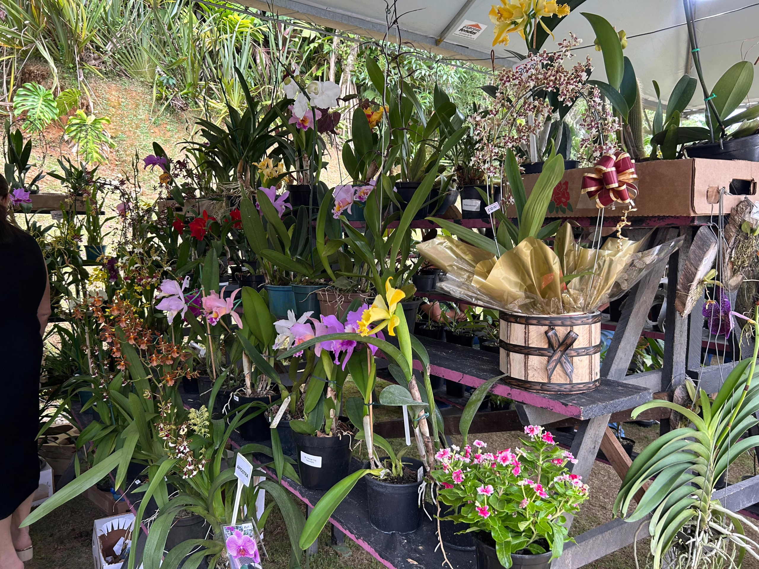Festival das Flores da Primavera em Joinville | Foto: Divulgação