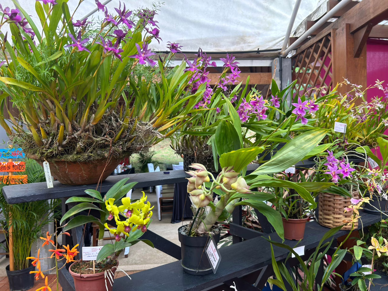 Festival das Flores da Primavera em Joinville