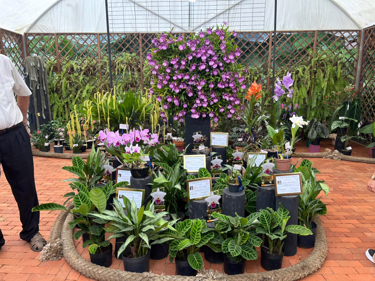 Festival das Flores da Primavera em Joinville