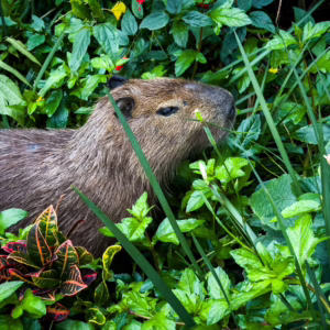 Florianópolis promove evento em celebração ao Dia Internacional da Capivara | Foto: Allan Carvalho/PMF