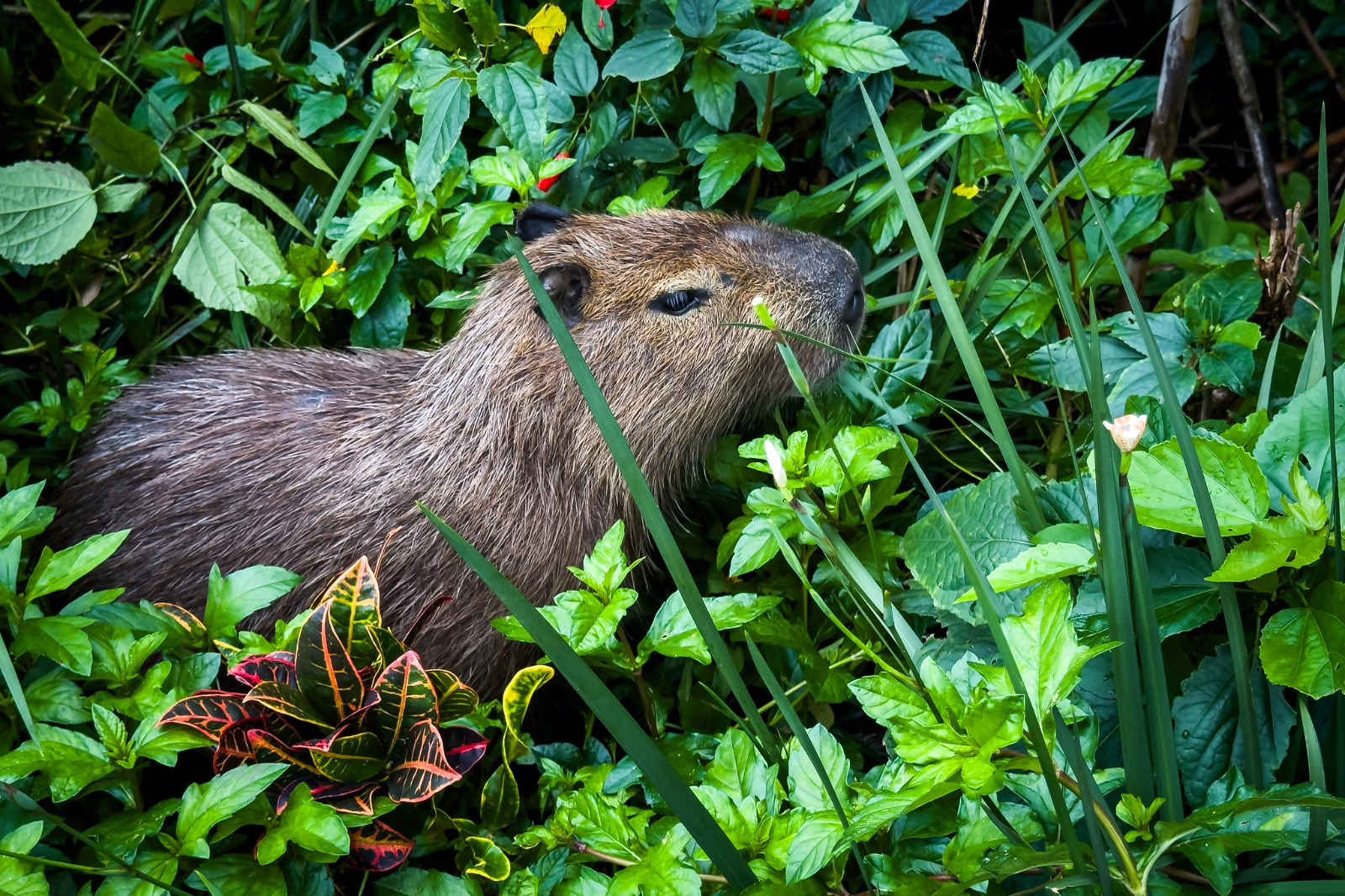 Florianópolis promove evento em celebração ao Dia Internacional da Capivara | Foto: Allan Carvalho/PMF