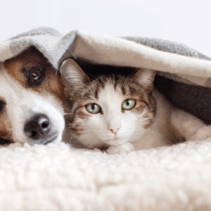 Florianópolis promove feira de adoção de cães e gatos neste sábado | Imagem Ilustrativa | Foto: Canva 
