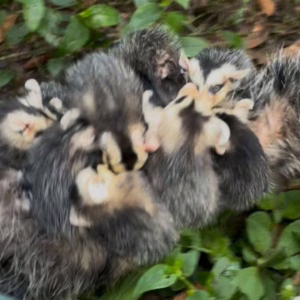 Animais foram flagrados por moradores | Imagem: CBMSC/Reprodução