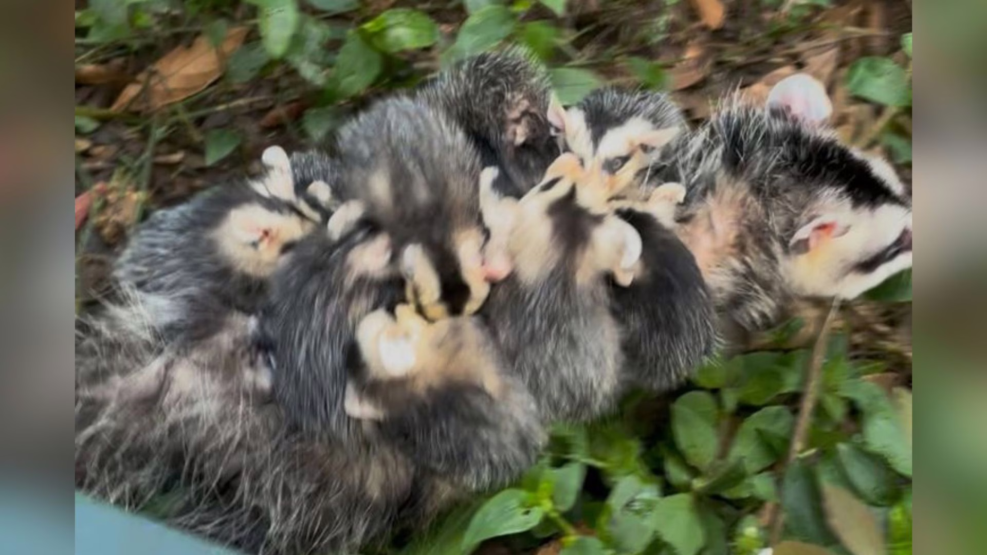 Animais foram flagrados por moradores | Imagem: CBMSC/Reprodução