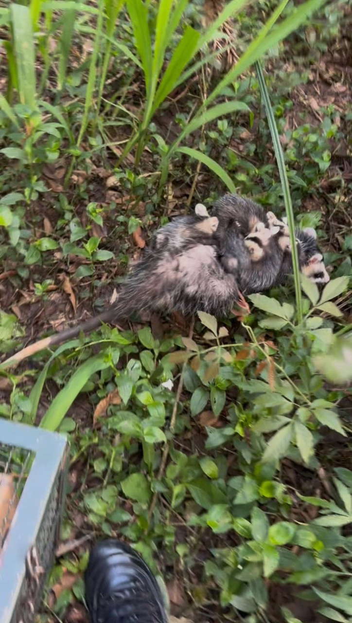 Gambá com nove filhotes são resgatados no centro de pequena cidade de SC