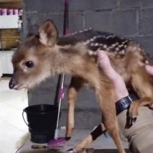Homem é preso por posse de armas e cativeiro de animal silvestre em Lages | Foto: 2º CRPM