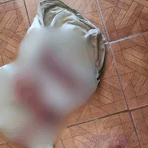Foto: PMSC/Divulgação