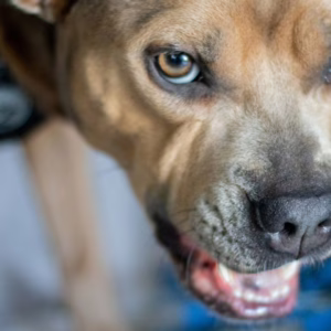 Cachorra avança em agressor e salva mulher da morte em SC