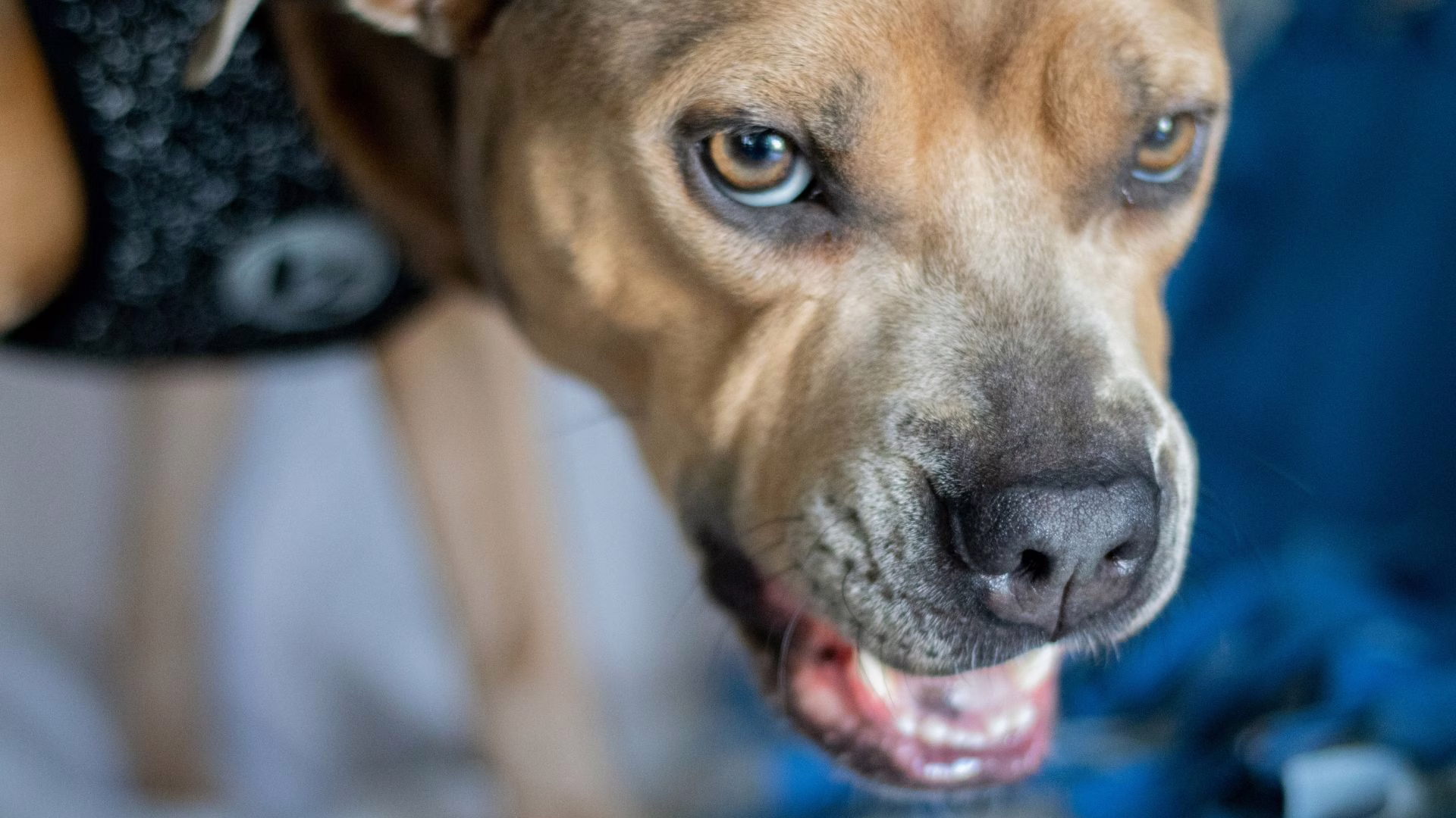 Cachorra avança em agressor e salva mulher da morte em SC | Foto: Banco de Imagens/Reprodução