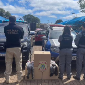Polícia Federal do Paraná doa 150 kg de cabelo apreendido para pacientes com câncer - Imagem: reprodução/ PF