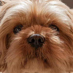 Três cães morrem de calor após ficarem presos em carro de pet shop