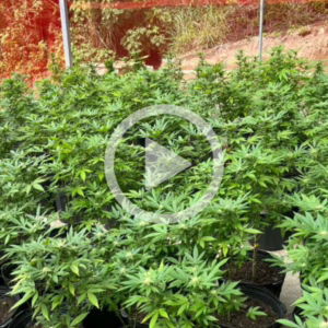 VÍDEO: operação da Polícia Civil apreende 800 pés de maconha e óleo de cannabis em SC | Foto: reprodução/ PCSC 