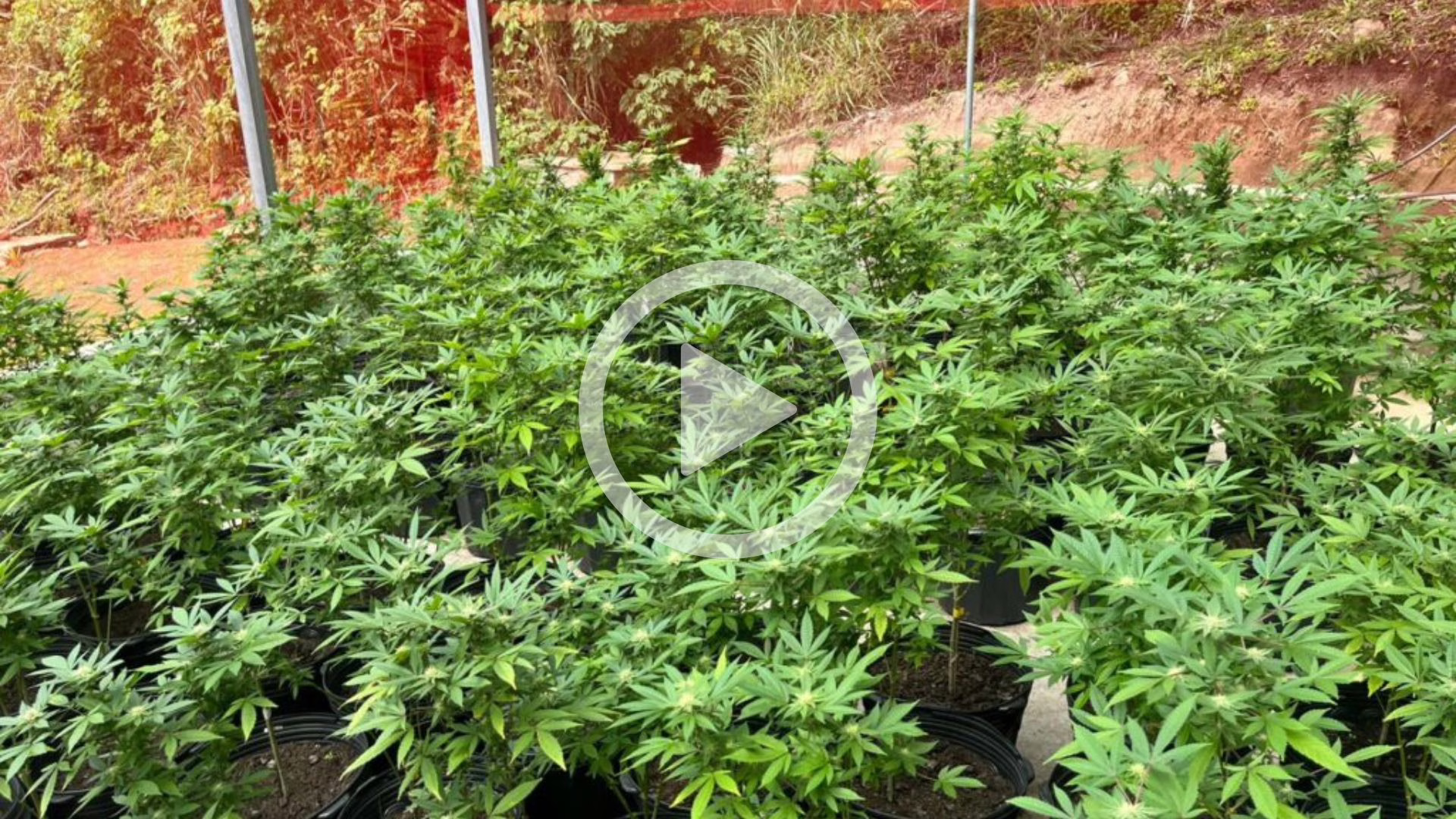 VÍDEO: operação da Polícia Civil apreende 800 pés de maconha e óleo de cannabis em SC | Foto: reprodução/ PCSC 