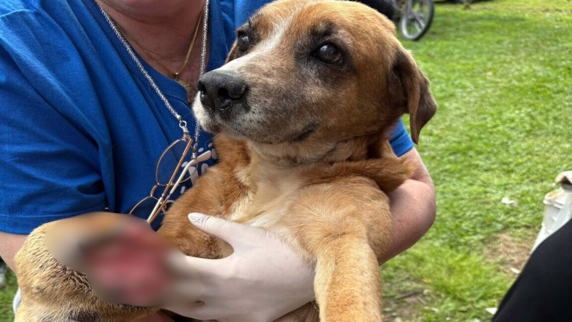 Homem é preso por maus-tratos animal em SC | Foto: reprodução / PCSC 