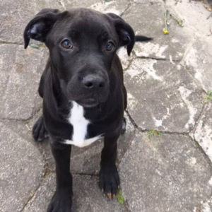 VÍDEO: Polícia Civil investiga mulheres por abandonar cachorro amarrado em poste em Santa Catarina | Foto: reprodução / PCSC 