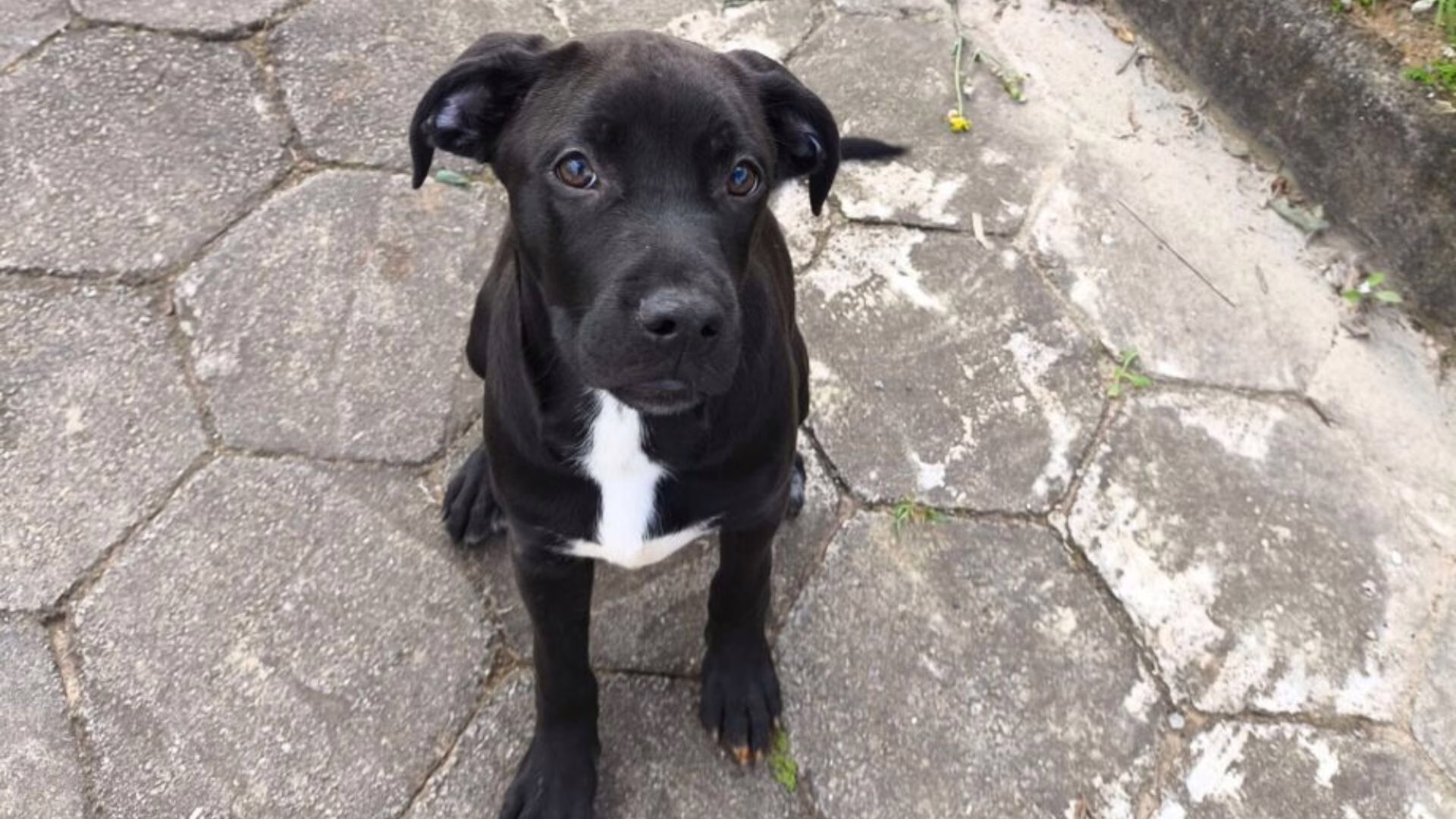 VÍDEO: Polícia Civil investiga mulheres por abandonar cachorro amarrado em poste em Santa Catarina | Foto: reprodução / PCSC 