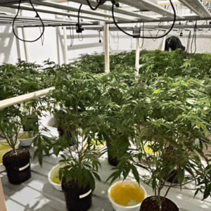 Residência com cultivo sofisticado de maconha é alvo de operação em SC; veja imagens | Imagem: Polícia Civil de SC