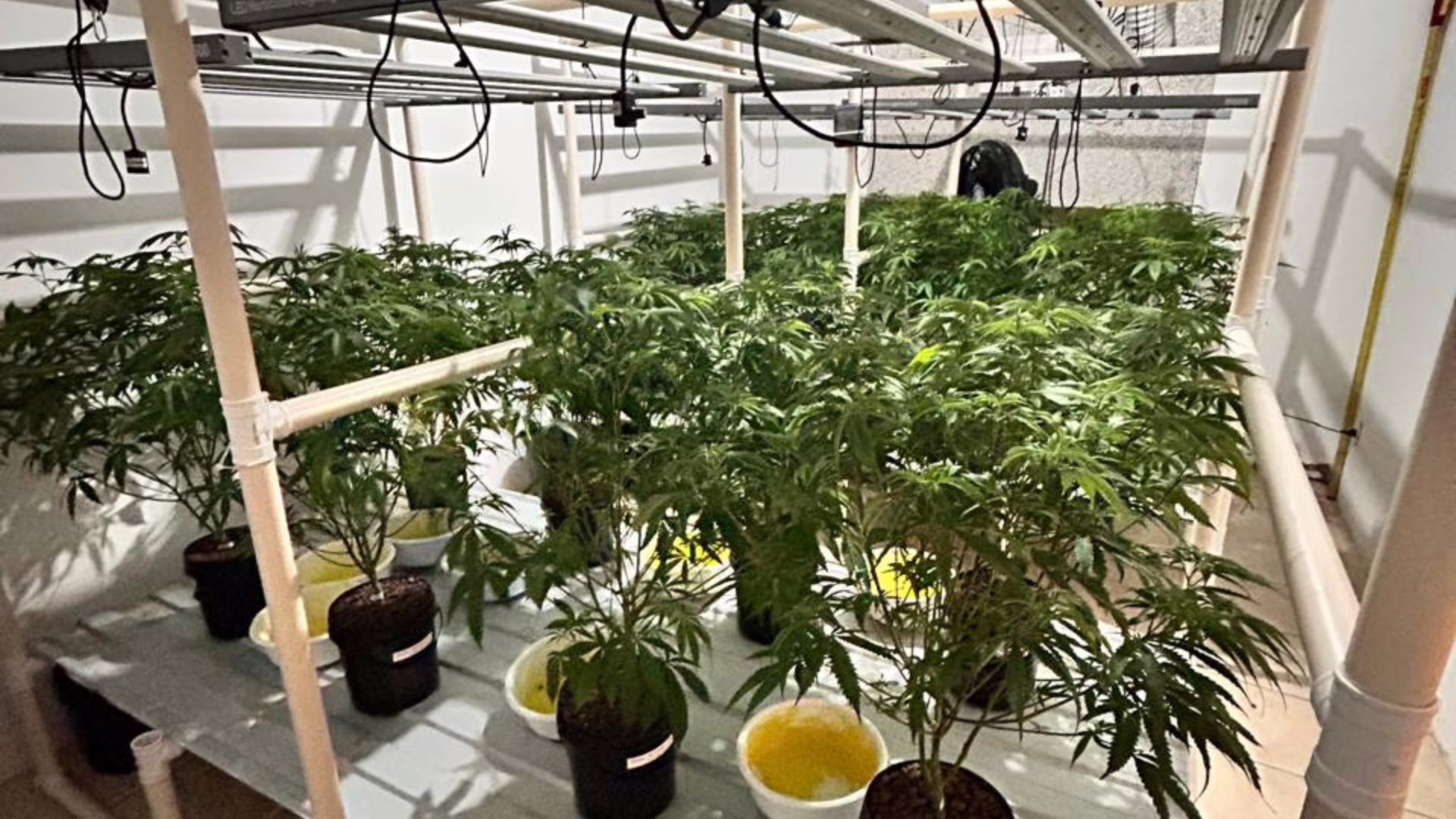Residência com cultivo sofisticado de maconha é alvo de operação em SC; veja imagens | Imagem: Polícia Civil de SC