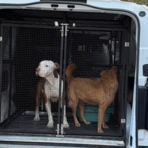 Mãe e filho são presos por maus-tratos a animais em Blumenau; veja imagens