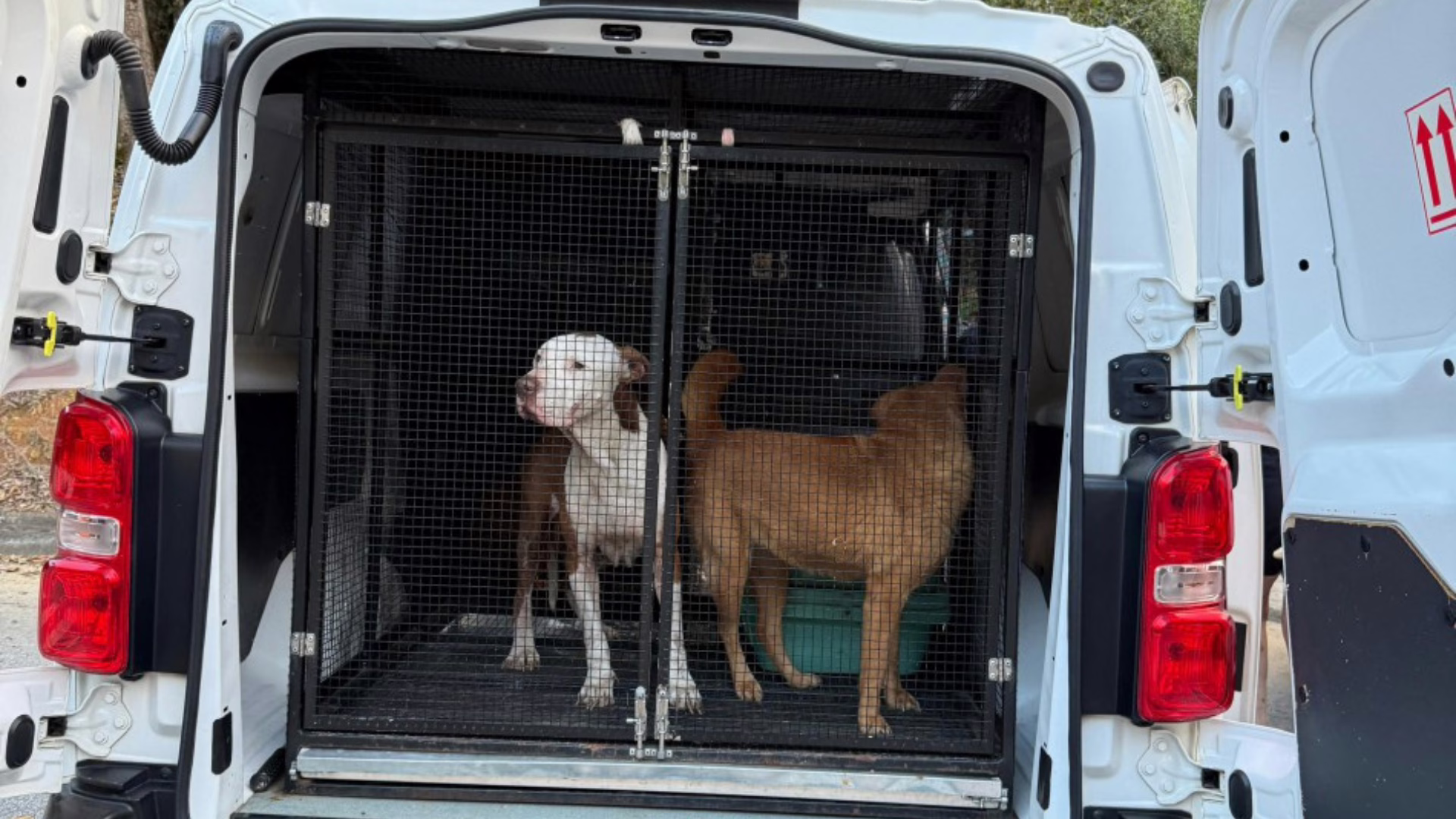 Mãe e filho são presos por maus-tratos a animais em Blumenau; veja imagens