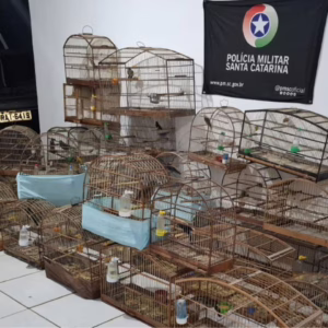 Polícia Ambiental resgata 35 pássaros em cativeiro em Lages | Divulgação