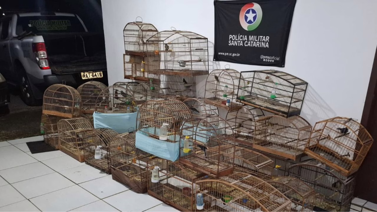 Polícia Ambiental resgata 35 pássaros em cativeiro em Lages | Divulgação