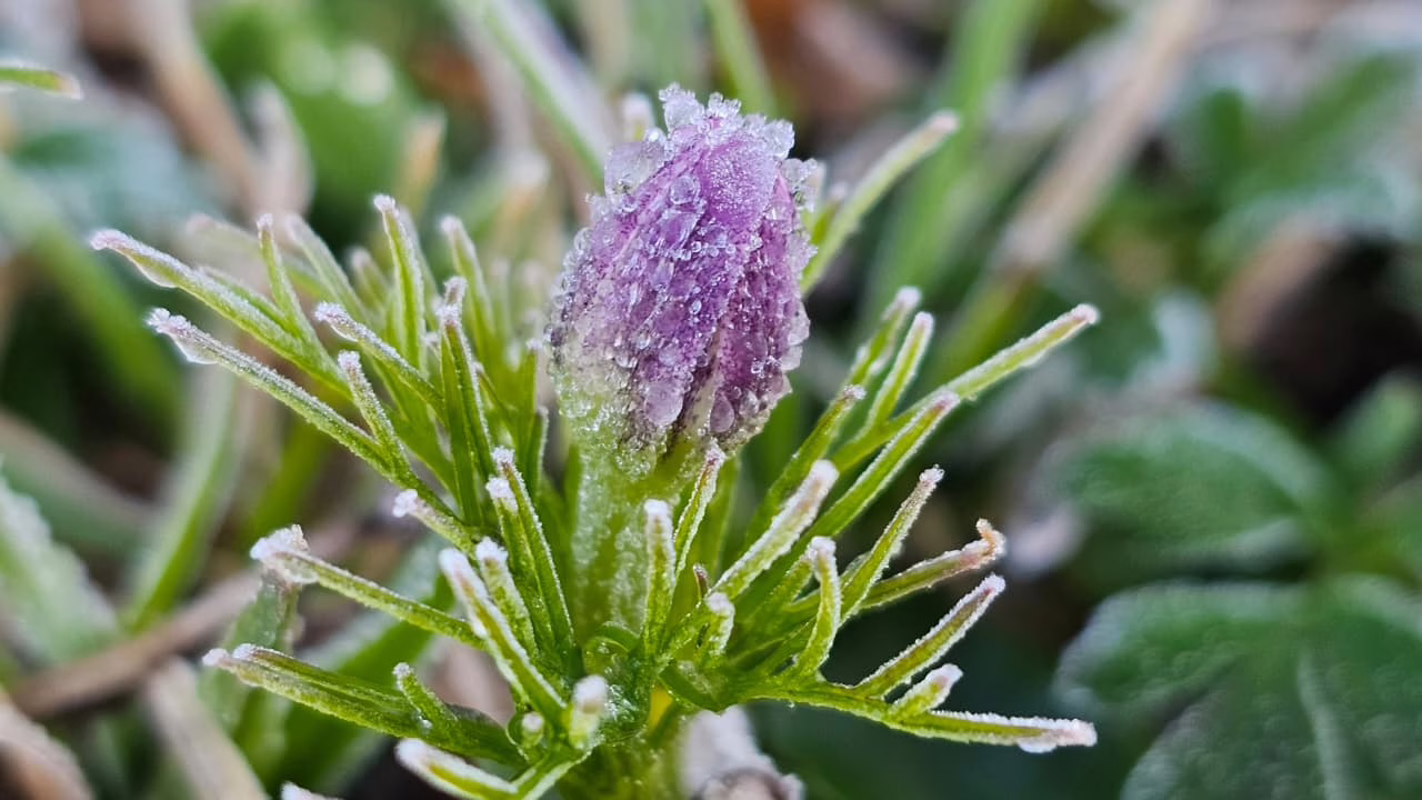 Serra Catarinense amanhece com temperaturas abaixo de zero | Foto: Sérgio Felipe Rodrigues/@sfrodrigues_ Serra Catarinense amanhece com temperaturas abaixo de zero | Foto: Sérgio Felipe Rodrigues/@sfrodrigues_