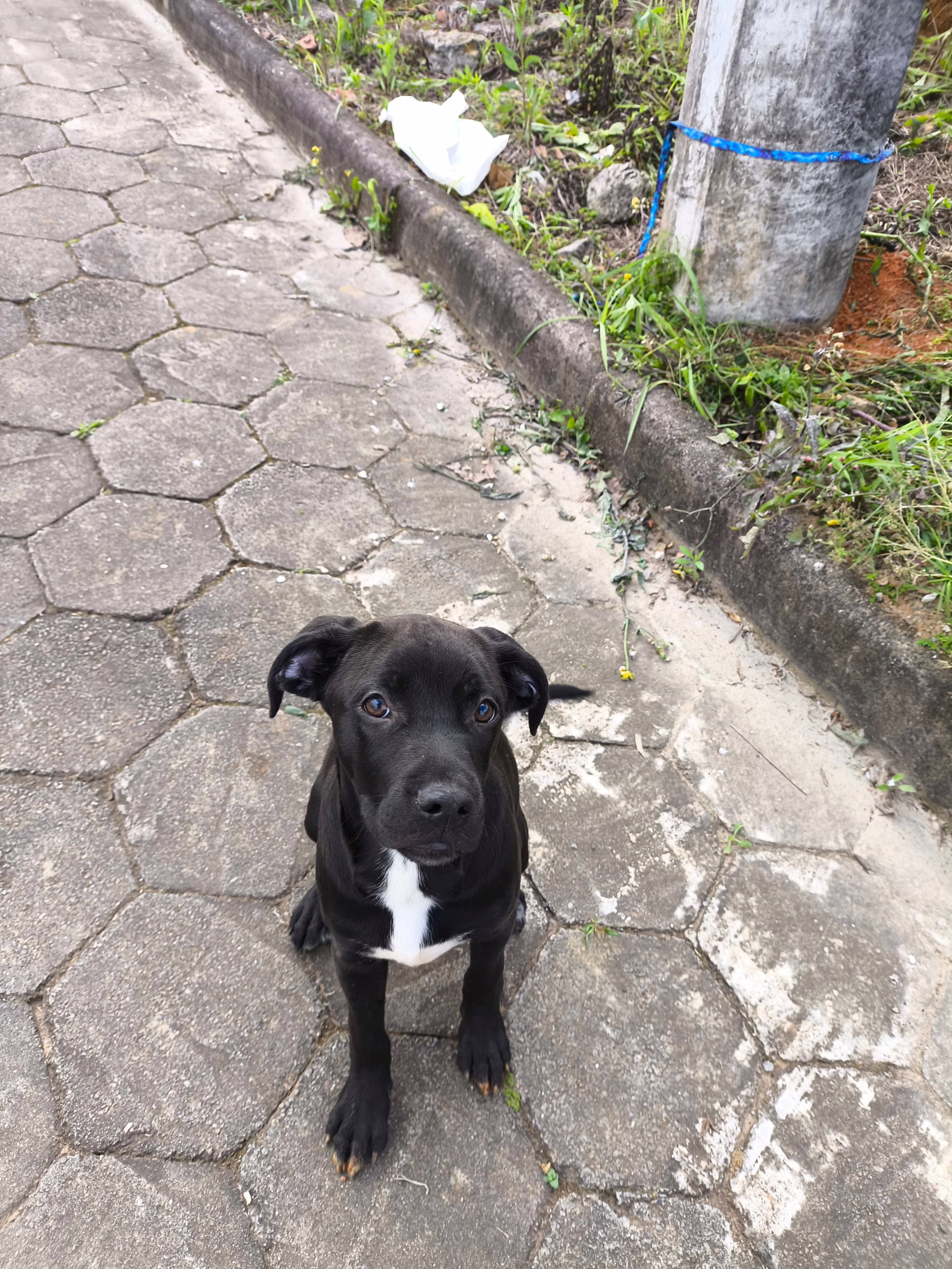 VÍDEO cão é abandonado e amarrado a poste em SC