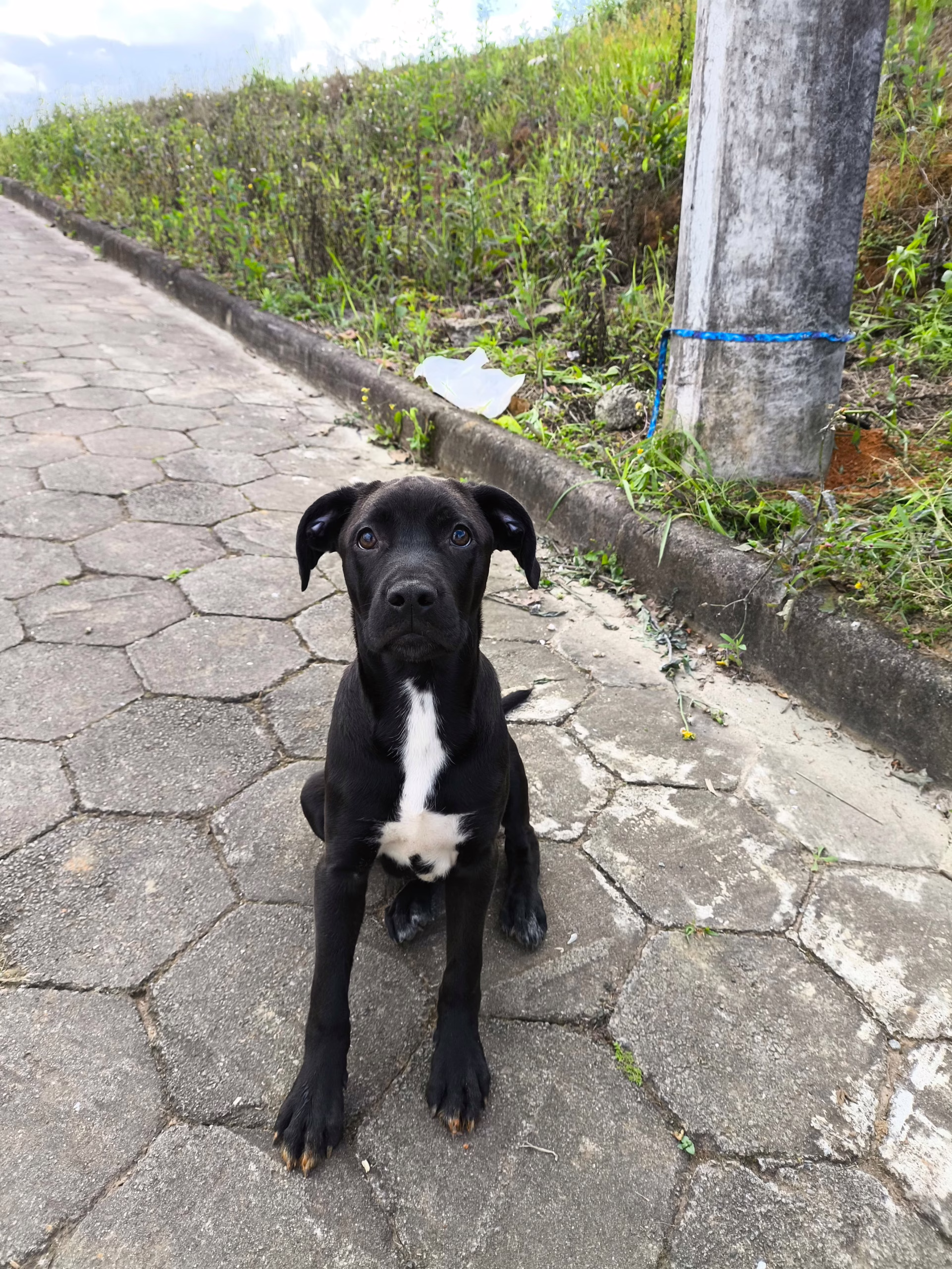 VÍDEO cão é abandonado e amarrado a poste em SC