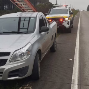 Veículo atropela cervo na SC-114, em Lages
