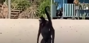 Vídeo de macaco caminhando em praia surpreende turistas e especialistas