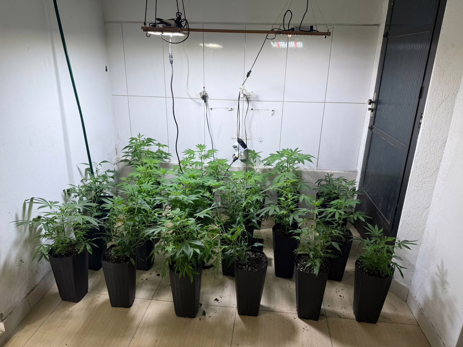 Veja imagens! Polícia encontra estufa com mais de 120 pés de maconha em SC | Imagem: Polícia Militar 