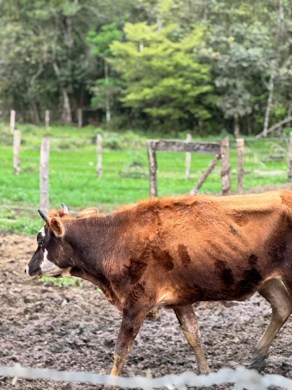 Após denúncia, cerca de 60 bovino são resgatados de maus-tratos em Joinville