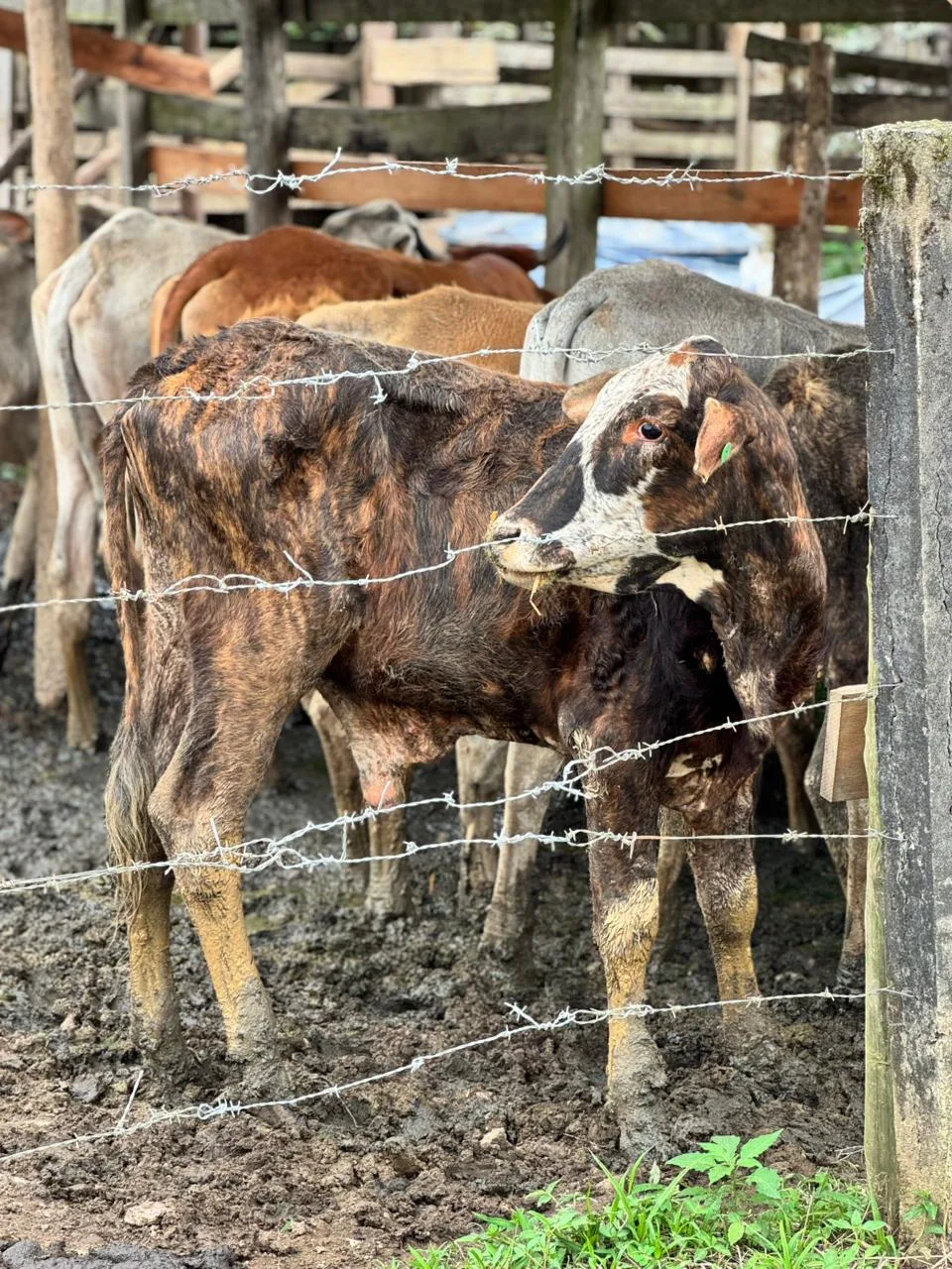 Após denúncia, cerca de 60 bovino são resgatados de maus-tratos em Joinville