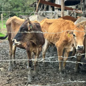 Após denúncia, cerca de 60 bovino são resgatados de maus-tratos em Joinville