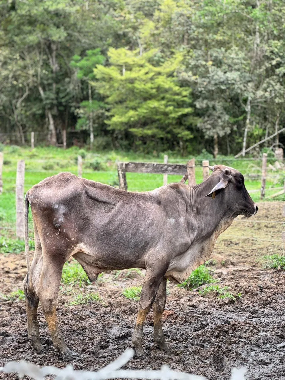 Após denúncia, cerca de 60 bovino são resgatados de maus-tratos em Joinville