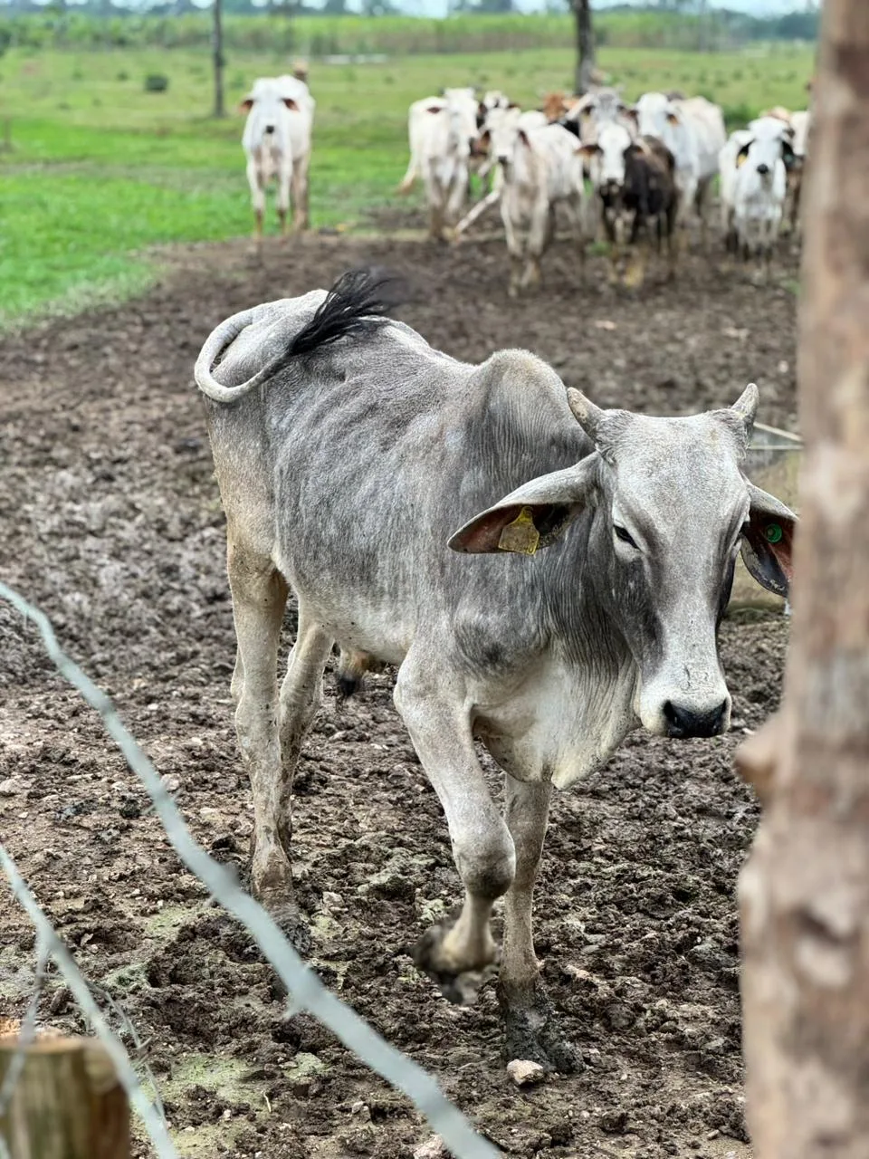 Após denúncia, cerca de 60 bovino são resgatados de maus-tratos em Joinville