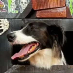 Pets viram estrelas no Dogloween de Içara