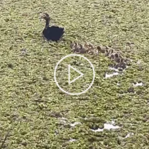 Foto: Cedido ao SCC10/Reprodução