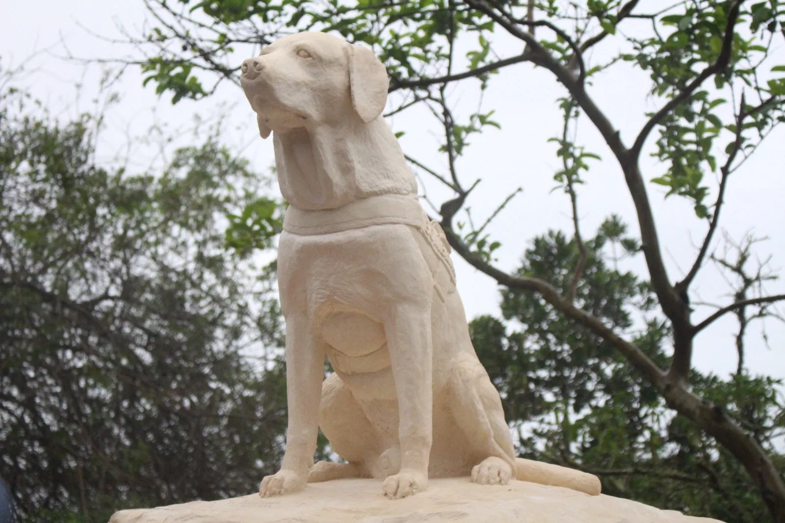 Ice, o primeiro cão guarda-vidas do Brasil, ganha monumento em SC | Foto: Reprodução/Redes Sociais 