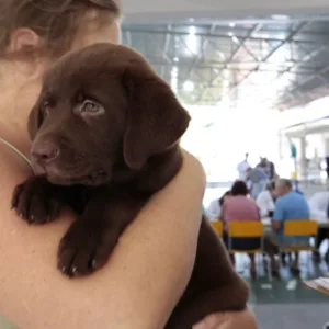 Joinville promove mutirão gratuito de microchipagem de cães e gatos no sábado