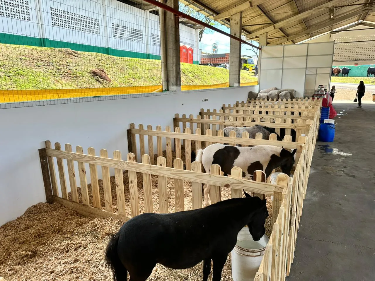 Mini-horses e lhamas roubam a cena no Mini Mundo Animal da Efapi do Brasil