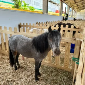 Mini-horses e lhamas roubam a cena no Mini Mundo Animal da Efapi do Brasil | Imagem: Prefeitura de Chapecó/Reprodução