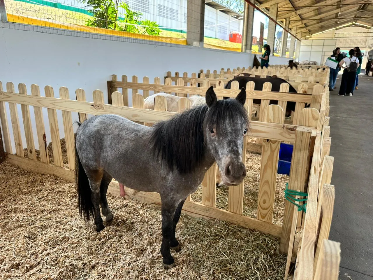 Mini-horses e lhamas roubam a cena no Mini Mundo Animal da Efapi do Brasil | Imagem: Prefeitura de Chapecó/Reprodução Mini-horses e lhamas roubam a cena no Mini Mundo Animal da Efapi do Brasil | Imagem: Prefeitura de Chapecó/Reprodução